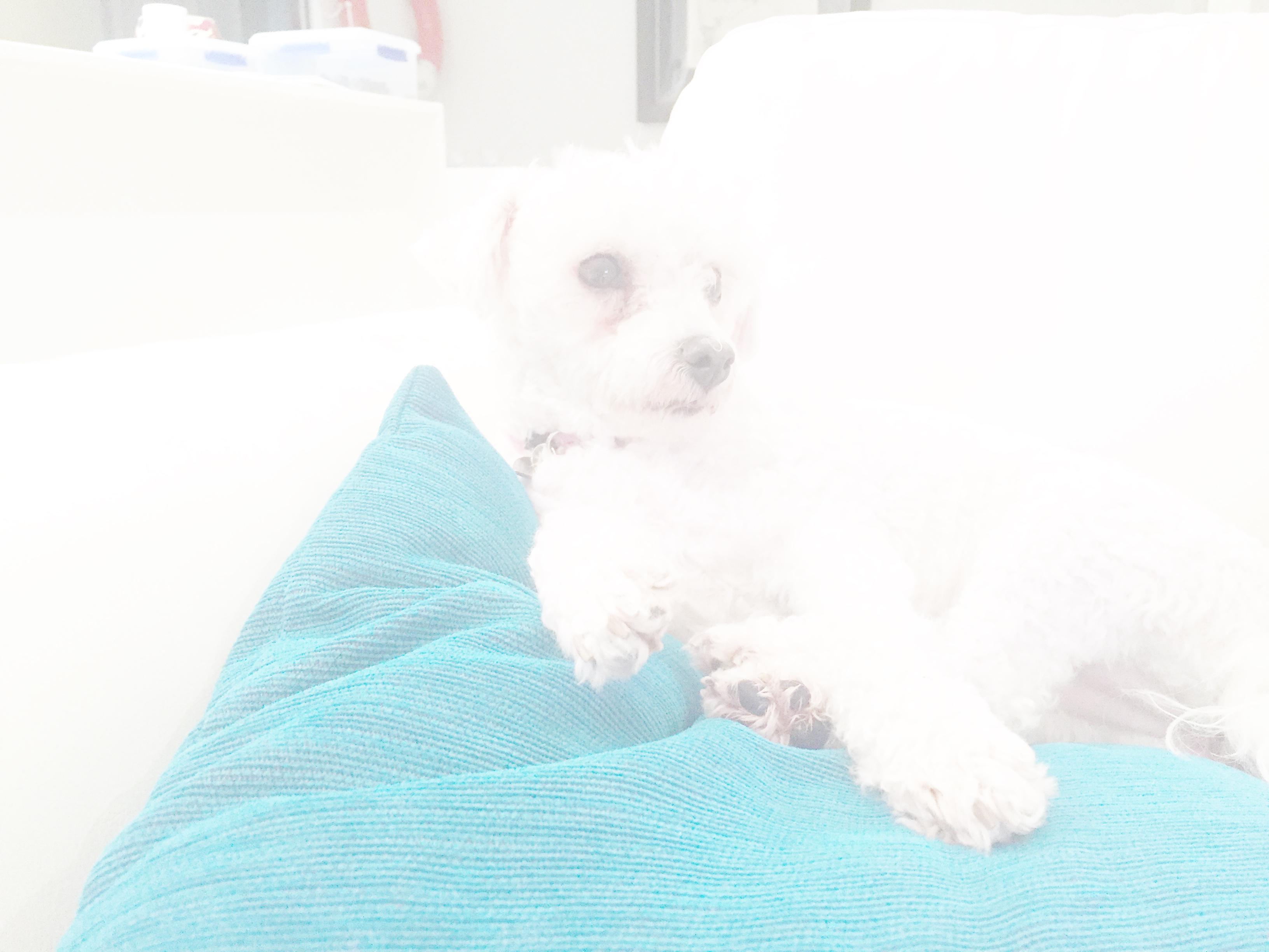 80 Elliot Road, Hawthorn VIC